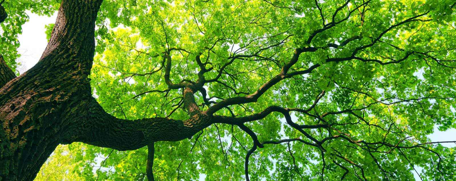 Project Tree